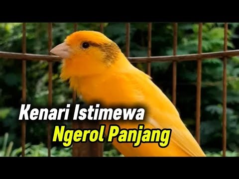 Kenari Gacor Full Isian 🔥 Ngerol Panjang & Tajam | Live Masteran Kenari