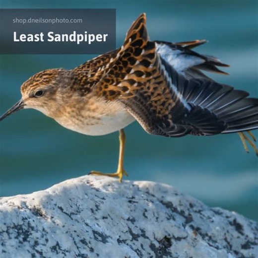 Duncan R Neilson, Jr on Instagram: ""Least Sandpiper" Link in bio. #leastsandpiper #sandpiper #duncanneilson"