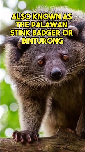 Endemic Wonders: 5 Animals That Only Exist in the Philippines 🇵🇭