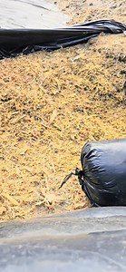 🚨Venta de silo de maíz ℹ️3261-1696. https://wa.me/95677988 | Finca El Trigo