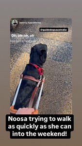 Guide Dogs Australia on Reels
