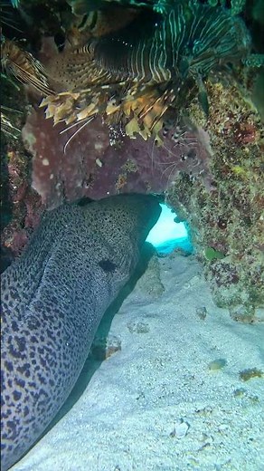 World's BIGGEST EEL...