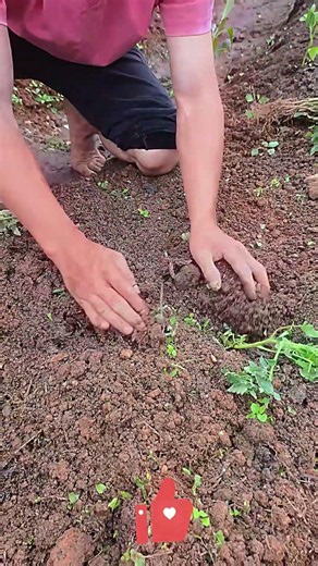 Tomato Trench Planting Tips 🪄 Plant Horizontally for Strong Roots & Sturdy Stalks 👍