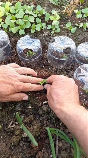 Πώς φυτεύω μαϊντανό για σίγουρη επιτυχία! 🌿 #μαϊντανός #κήπος #κηπουρική