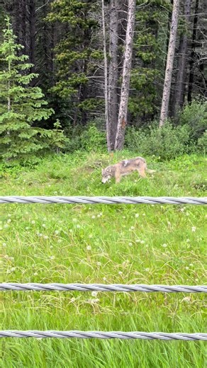 First Encounter with a Wolf in Alberta's Kananaskis