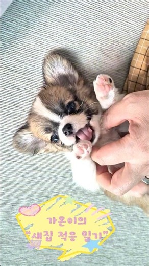새집에서 적응중인 “가온이” #치와와 #장모치와와 #강아지 #chihuahua #pets