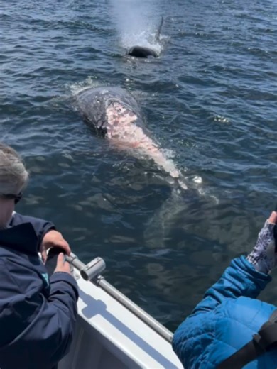 Natur ohne Filter: Orcas fressen Grauwal-Kadaver Vor der Küste spielte sich ein eindrücklicher Moment der Natur ab: Orcas entdeckten den Kadaver eines Grauwals – und begannen, ihn zu fressen. Was für viele schockierend wirkt, ist Teil des natürlichen Kreislaufs im Meer. Orcas sind Spitzenprädatoren und nutzen jede Gelegenheit, um an Nahrung zu kommen – selbst wenn es sich um bereits verendete Tiere handelt. Doch dieser Anblick macht auch deutlich, wie hart das Leben im Ozean ist. Grauwale kämpfe