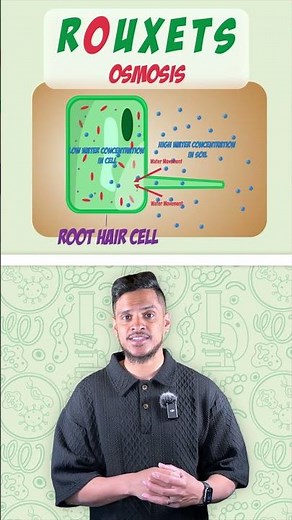 GCSE Biology: Memory Trick | Transpiration Stream Route
