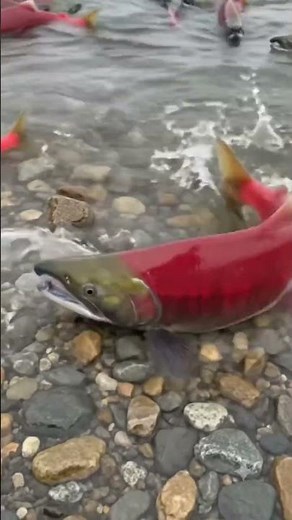 See what happens when salmon return to their birthplace #nature #salmonrun #alaska