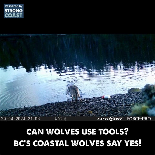 On the BC coast, you never know which genius you’ll see next. We’ve got octopus escape artists, orca strategists, and now… coastal wolves using tools. Along the coast near Bella Bella, a coastal wolf surprised researchers by doing something remarkable: it pulled in a crab-trap float, hauled the line, and opened the trap to reach the bait. The entire sequence was caught on camera and may be the first documented example of a wolf interacting with a fishing setup in a tool-like way. Coastal wolves 