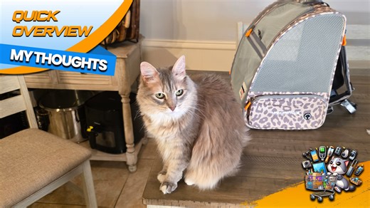 Watch Check Out this Super Cute Cat Backpack! on Amazon Live