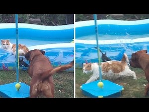 Naughty Dog Pushes Kitty In Paddling Pool