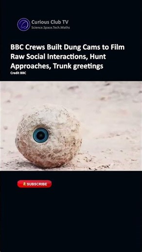 BBC's Round-Shaped Robots to Fool Big Cats!