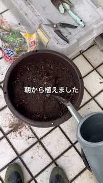 【ねこのロデム】アスパラガス栽培に挑戦。朝から植えました。#ねこのロデム #トカイナカで猫と暮らす #アスパラガス #shorts