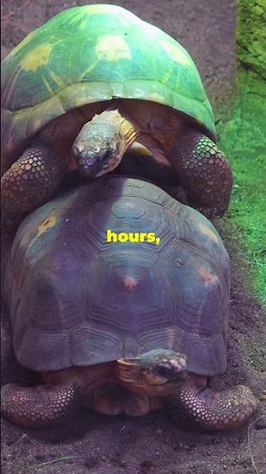 How Does Turtle Mating Work | Turtle Mating Explained | Turtle in mating Season | #turtles #turtle