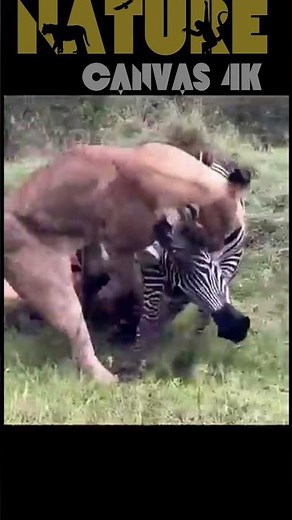 Lion's Deceptive Hunt on Zebra: Epic Predator Trick Caught on Camera | Wildlife Survival Drama
