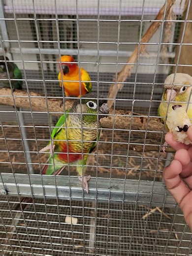 parrots eating rice #birds #parrot