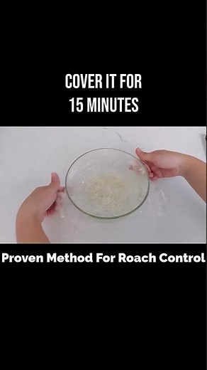 👉If You See ONE Cockroach… Do THIS Immediately! #cockroachrepellent #pestcontrol #viralshorts