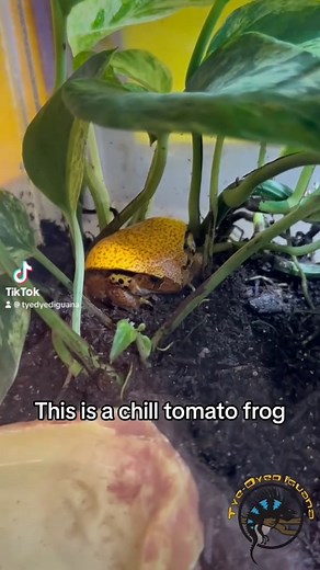 This is what the Tomato Frog's threat display looks like! 🐸 They puff up like balloons and tuck their heads down to look as big and scary as possible! 🎈 He was very offended by our presence today. #frog #frogs #amphibians #angry #grumpy #morningmood #funny #funnyanimals #funnypets #funnyvideo #funnyvideos | The Tye-Dyed Iguana