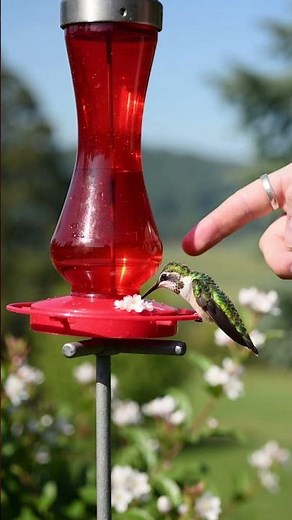 "Don't Touch My Sugar! Hummingbird Attack! 🩸 #Shorts"
