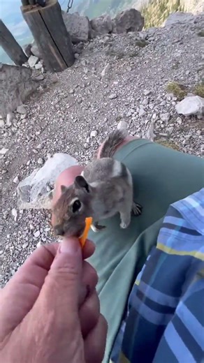 *ground squirrels 🐿️ but Chipmunk is more fun to say