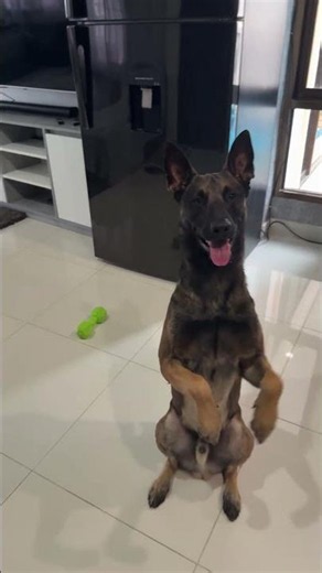 НазваниеMalinois Charlie Masters the High Five! — Малинуа Чарли осваивает команду «Дай пять»!