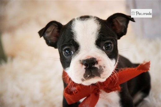 Floral - Boston Terrier Puppy F793E3