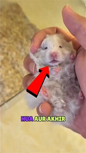 15 Baby Hamsters Chaos 🐹😳#actingchallenge #hamster