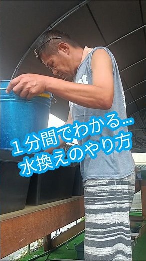 １分間でわかる…メダカの水換えのやり方 #メダカ水換え #水換え #めだか飼育 #メダカ飼育 #メダ活 #改良メダカ #メダカ #めだか #めだか好き #shorts