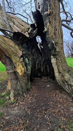 Exploring the Ancient Woodlands of Kent, England, UK. An old oak tree so big I can walk straight in to it. #trees #nature #habitat #oak #ancientwoodland #history | Colourfind