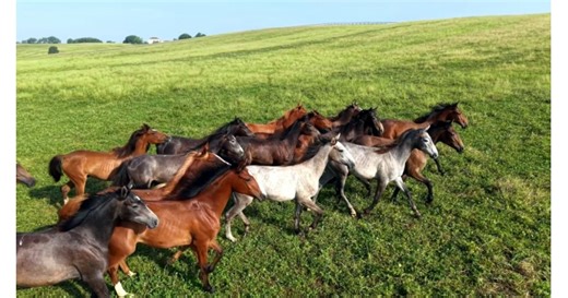 Haras du Saubouas en VIDEO : découvrez le domaine sur 400 hectares de Paul Basquin dans le Gers