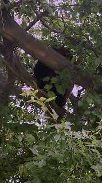 Shorts Zoo (152) Panda červená. (red panda) #panda #animals #zoo