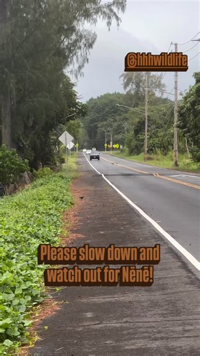 Isaac Scharsch on Instagram: "Repost from @nene_org • There’s only so much we can do to prevent collisions with Nēnē. While speed tables have significantly reduced the max and average speeds along this stretch we still are documenting many close calls like this one. Please drive safely and lookout for wildlife. Nēnē are particularly vulnerable right now as many are molting and are flightless. If you see a Nēnē, slow down and look out for others as they tend to walk in file."
