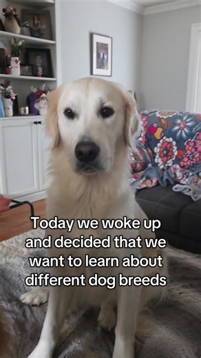 Discovering Unique Dog Breeds and Their Traits