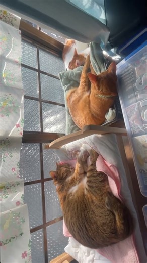 【出窓でみんな集合🐈🐈‍⬛】#むぎほ #ひーくん #子猫 #保護猫