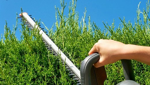Hecke schneiden: Wann ist der beste Zeitpunkt und wie geht es?