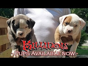 AMERICAN BULLY PUPPIES FOR SALE FROM THE WORLD FAMOUS KILLINOIS KENNELS