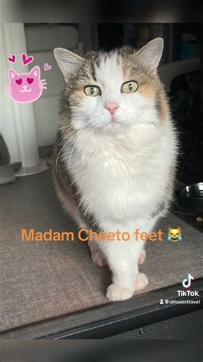 Madam Cheeto feet #nomadlife #cats