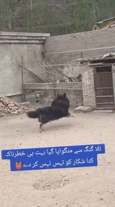 3.4M views · 10K reactions | #cow #buffelo #farming #goat #hen #desii #dog #bugdog #viralreelsシ #viral #reelsfypシ #reelsfacebook #pets Pets Video | Rajpoot Farm Sialkot | Facebook