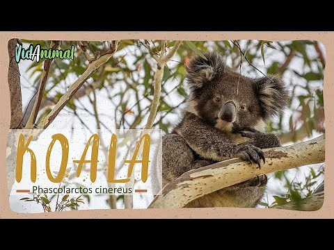 ALL about KOALAS.