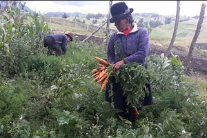 Gobierno empieza pagos de incentivos a agricultores tras eliminación del subsidio al diésel