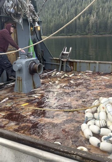The things we do to bring you Wild-Caught Alaskan Salmon! #jellyfish #salmon #alaska #seaprideseafoods