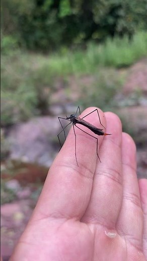 Giant Mosquito Species You May Not Know A-Asian giant mosquito! #dangerous insects#strange insects