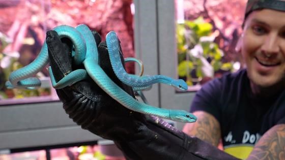 Meet the 4 New Snakes! Building Custom Enclosures for Every One of Them