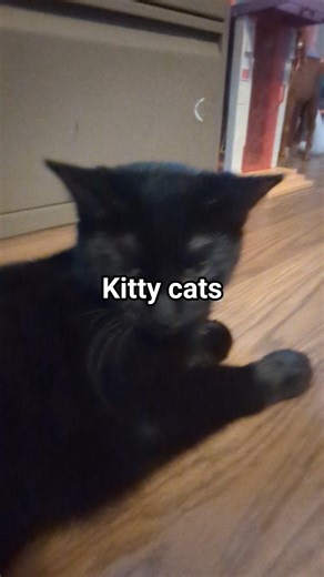 KITTY CAT AND HOMEWORK