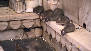 11K views · 156 reactions | In India, this temple dedicated to rats draws tourists from all over the world. Travel to the unique destination on Mighty Trains: https://bitly.com/3fk9PnN | Smithsonian Channel Aviation Nation | Facebook