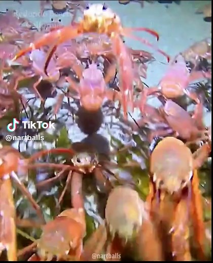 Too Many Tuna Crabs: Chaotic Mosh Pit of the Beach