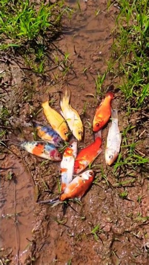Catch beautiful aquarium fish in small pond baby turtles, eel, pencil fish, iguanas, guppy, pomfret