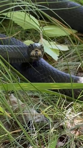 Got a staring problem?!?! This northern black racer is single handedly bringing back 5th grade insults from the 90s. It's also found from Maine down to Georgia. This subspecies of an eastern racer is harmless to humans and is an excellent rodent control expert. Check out its forked tongue, which captures scent particles in the air, helping the snake avoid danger, find a mate, and hunt prey. Video description: A black snake with a white chin, is curled up in some grass and vegetation. It stares a