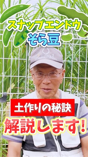 家庭菜園や農園のスナップエンドウ、そら豆栽培の土作りの秘訣！【農家直伝】#shorts